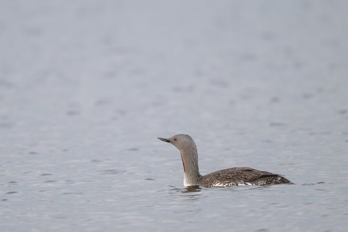 DPPhotography - Iceland - Red-throated diver - V.jpg - Red-throated diver - Rif