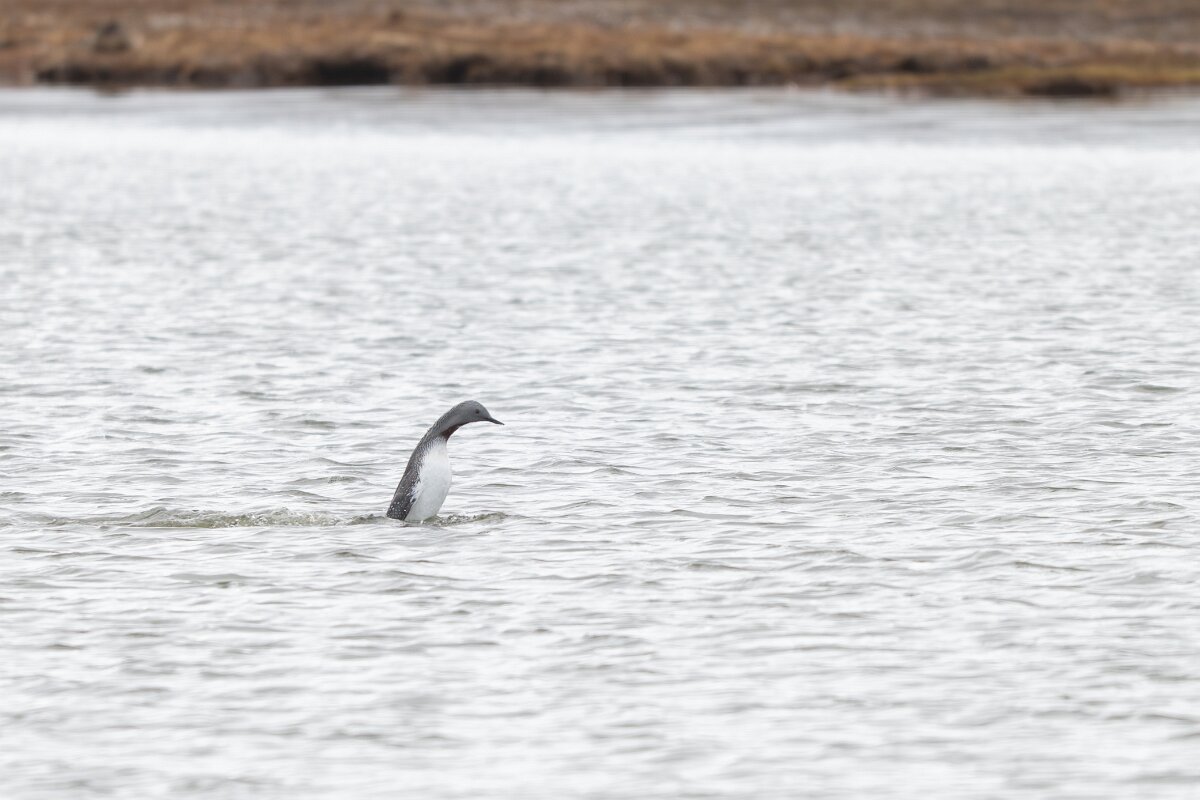 DPPhotography - Iceland - Red-throated diver - W.jpg - Red-throated diver, courtship display - Rif