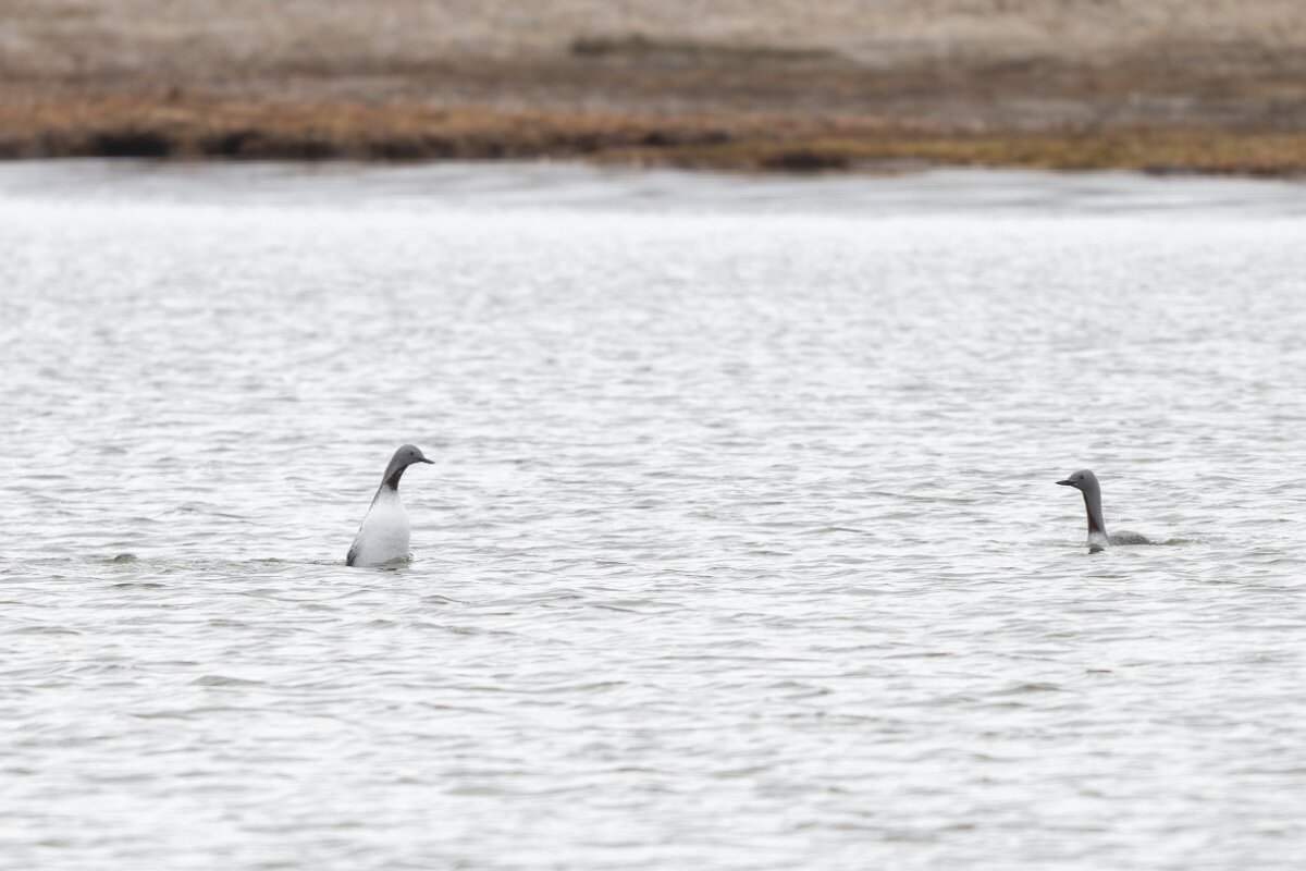 DPPhotography - Iceland - Red-throated diver - X.jpg - Red-throated diver, courtship display - Rif