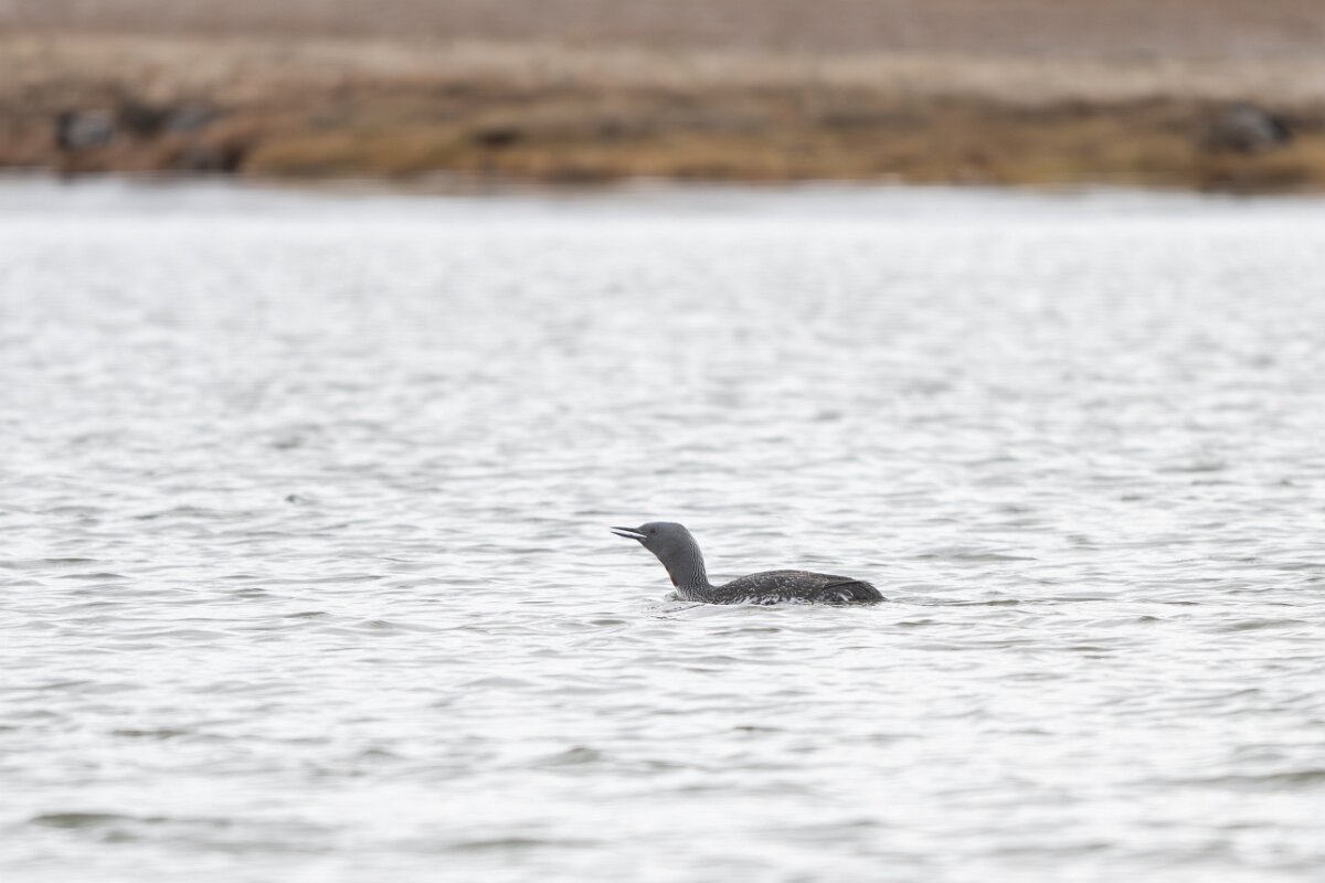 DPPhotography - Iceland - Red-throated diver - Z.jpg - Red-throated diver - Rif