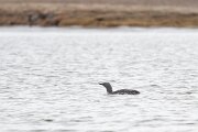 DPPhotography - Iceland - Red-throated diver - AA