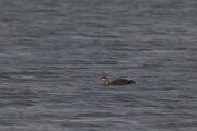DPPhotography - Iceland - Red-throated diver - B