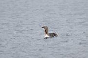 DPPhotography - Iceland - Red-throated diver - D