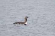 DPPhotography - Iceland - Red-throated diver - E
