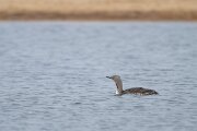 DPPhotography - Iceland - Red-throated diver - G