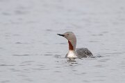 DPPhotography - Iceland - Red-throated diver - H