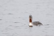 DPPhotography - Iceland - Red-throated diver - I