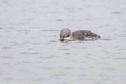 DPPhotography - Iceland - Red-throated diver - J