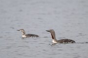 DPPhotography - Iceland - Red-throated diver - K