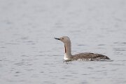 DPPhotography - Iceland - Red-throated diver - M