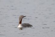 DPPhotography - Iceland - Red-throated diver - N