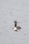 DPPhotography - Iceland - Red-throated diver - O