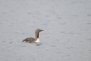 DPPhotography - Iceland - Red-throated diver - Q