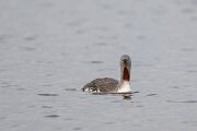DPPhotography - Iceland - Red-throated diver - R