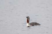 DPPhotography - Iceland - Red-throated diver - T