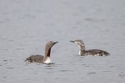 DPPhotography - Iceland - Red-throated diver - U