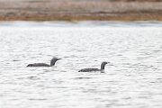 DPPhotography - Iceland - Red-throated diver - Y
