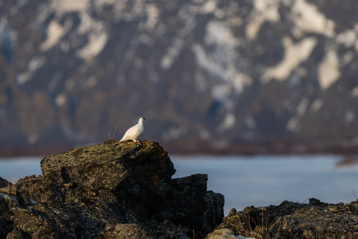 DPPhotography - Iceland - Ptarmigan - D.jpg - Rock ptarmigan - Reykjahlíð, Lake Mývatn