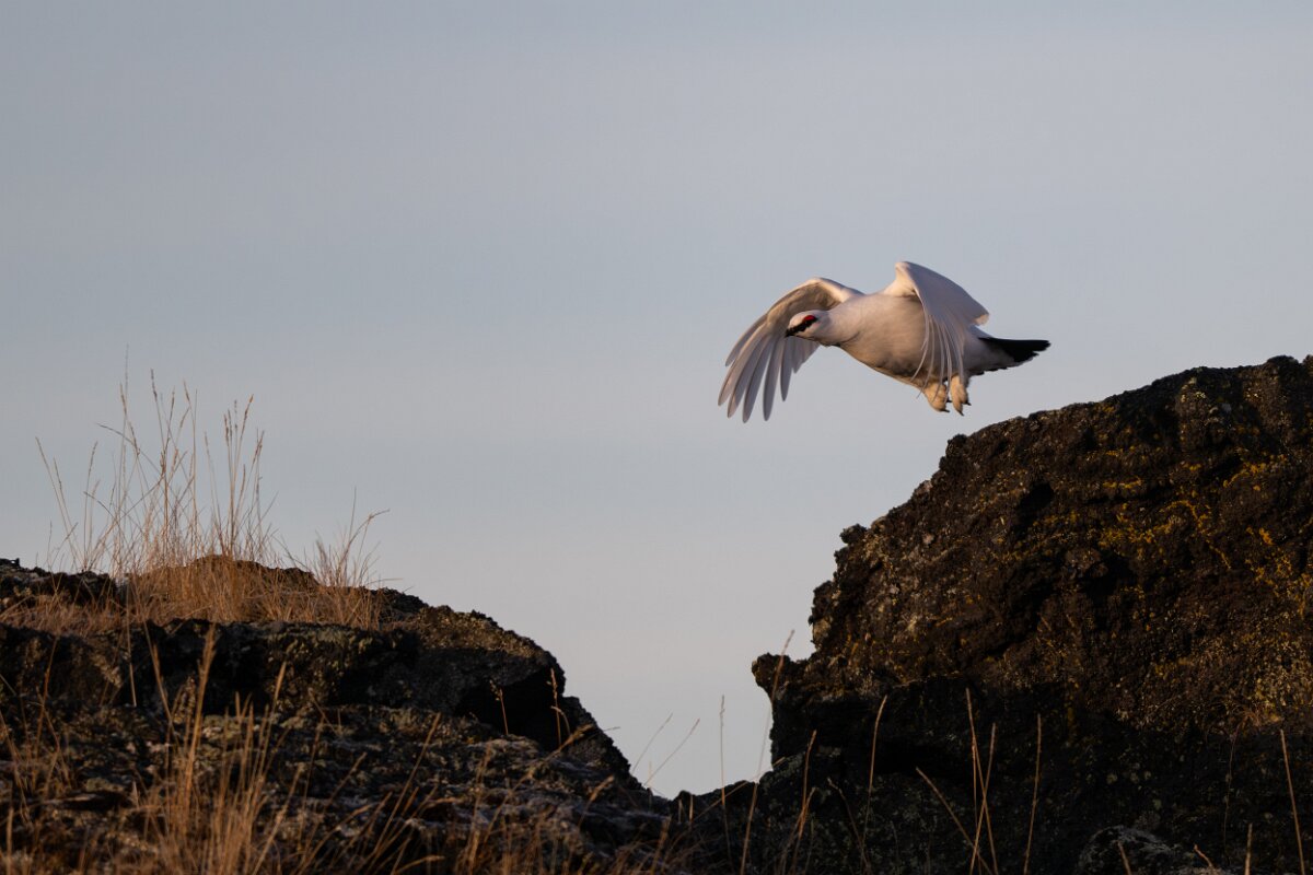 DPPhotography - Iceland - Ptarmigan - H.jpg - Rock ptarmigan - Reykjahlíð, Lake Mývatn