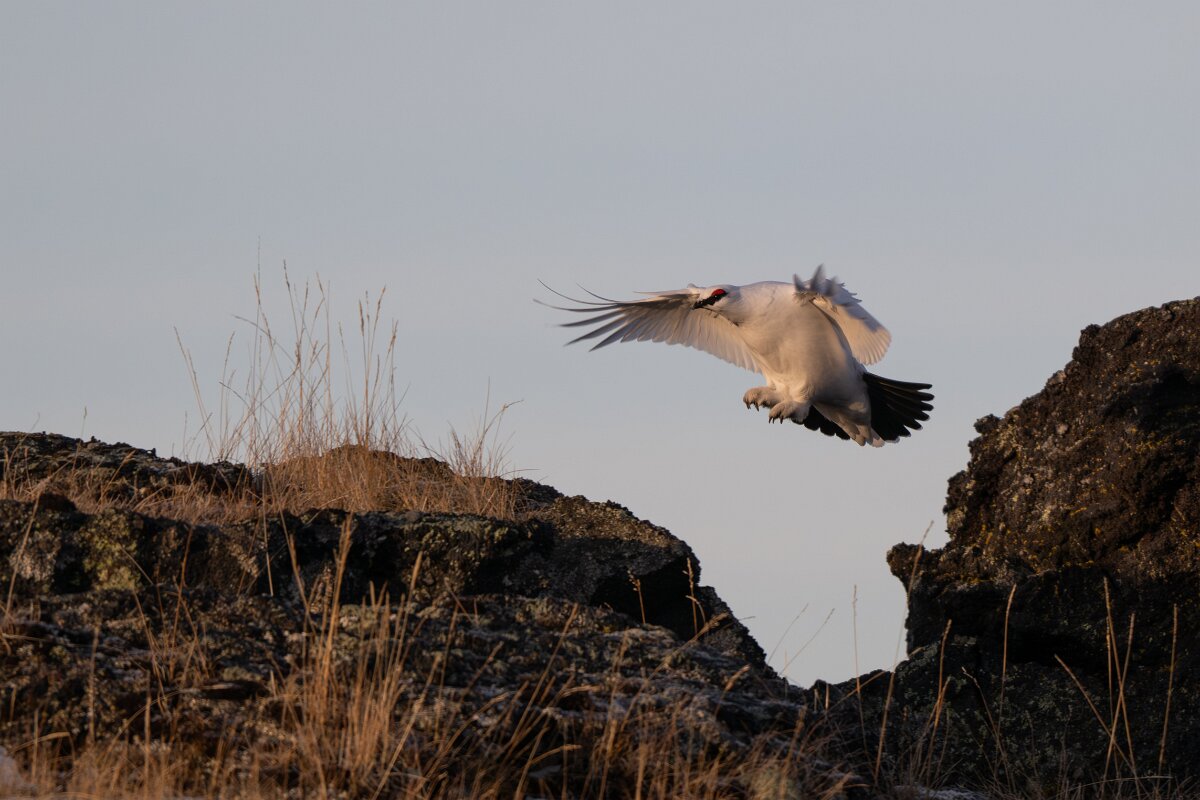 DPPhotography - Iceland - Ptarmigan - J.jpg - Rock ptarmigan - Reykjahlíð, Lake Mývatn