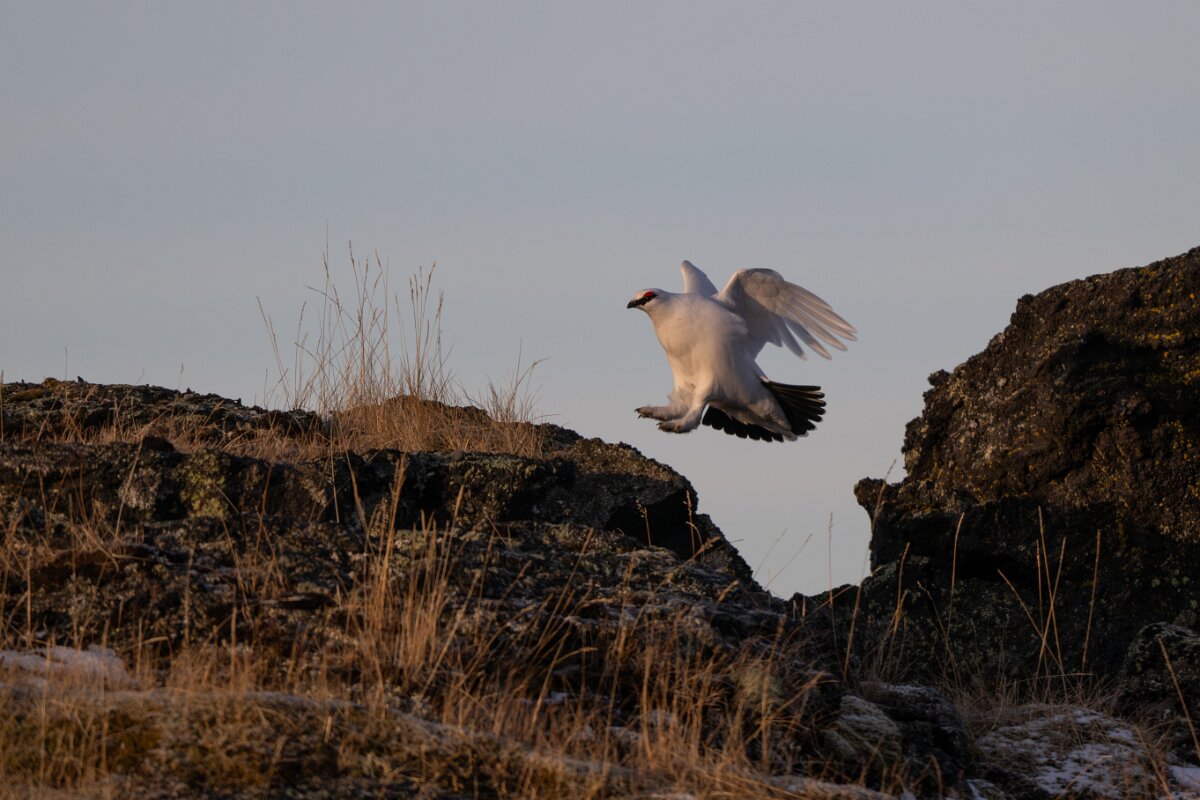 DPPhotography - Iceland - Ptarmigan - K.jpg - Rock ptarmigan - Reykjahlíð, Lake Mývatn
