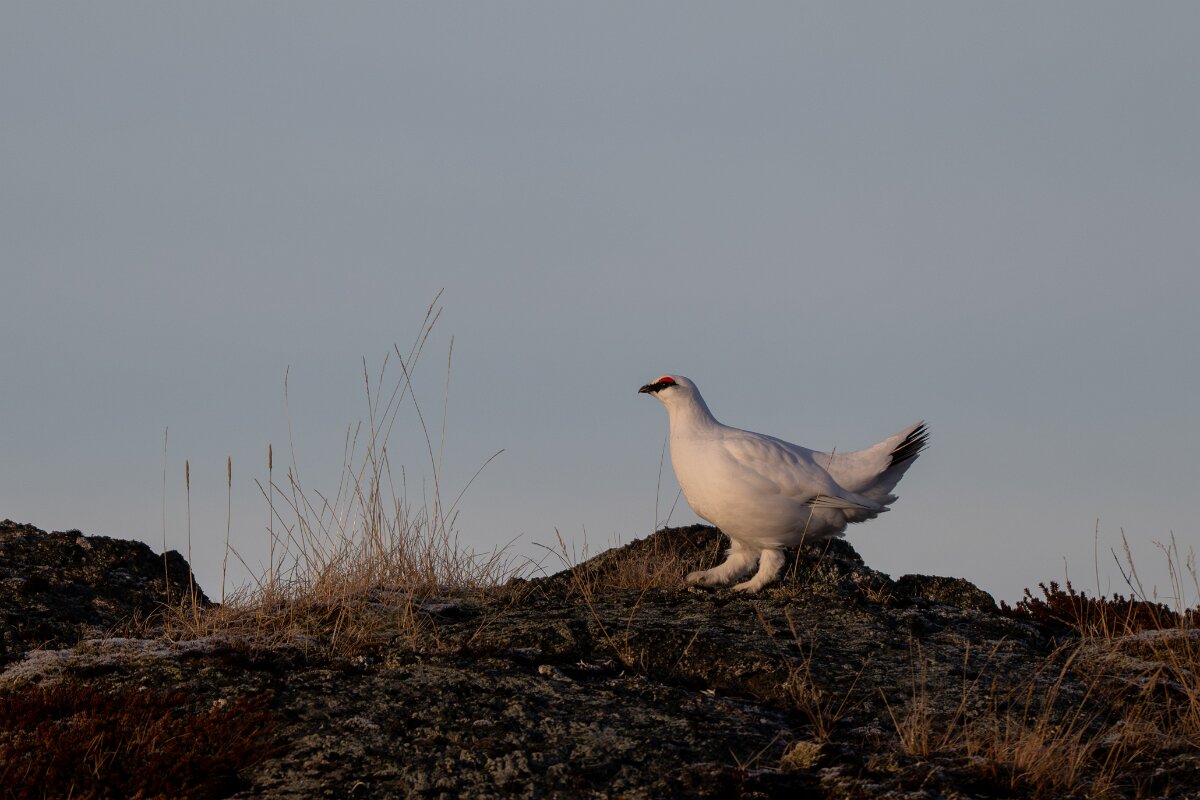 DPPhotography - Iceland - Ptarmigan - M.jpg - Rock ptarmigan - Reykjahlíð, Lake Mývatn
