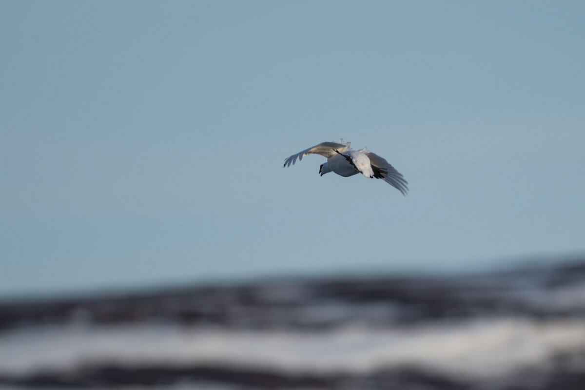 DPPhotography - Iceland - Ptarmigan - O.jpg - Rock ptarmigan - Reykjahlíð, Lake Mývatn