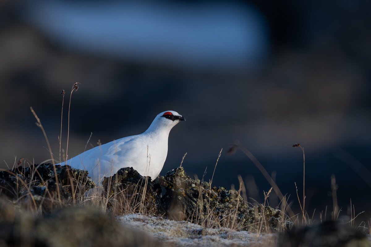 DPPhotography - Iceland - Ptarmigan - Q.jpg - Rock ptarmigan - Reykjahlíð, Lake Mývatn