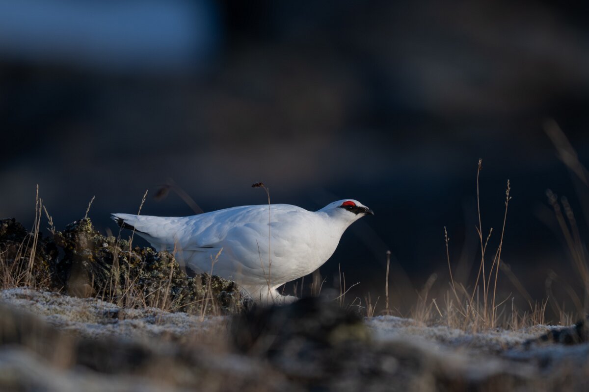 DPPhotography - Iceland - Ptarmigan - R.jpg - Rock ptarmigan - Reykjahlíð, Lake Mývatn
