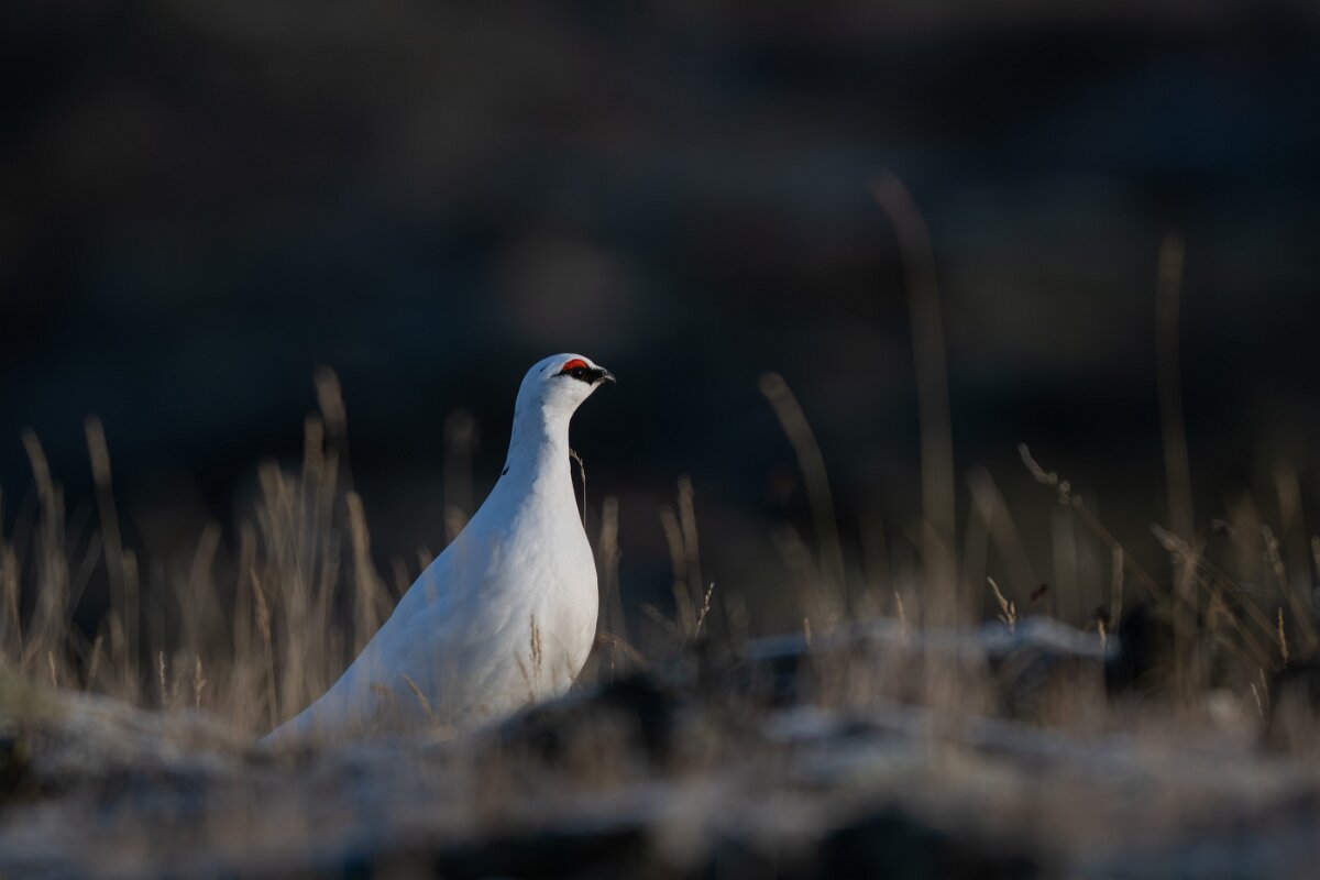 DPPhotography - Iceland - Ptarmigan - S.jpg - Rock ptarmigan - Reykjahlíð, Lake Mývatn