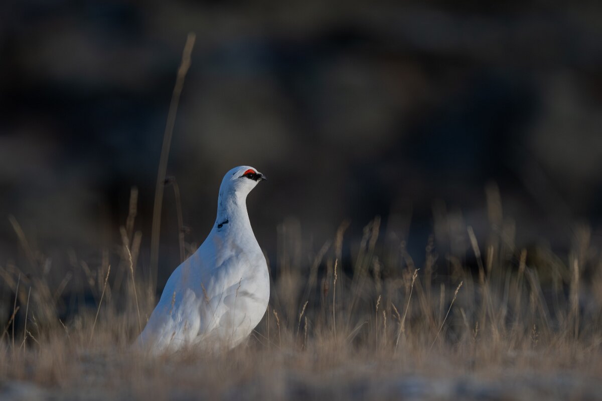 DPPhotography - Iceland - Ptarmigan - T.jpg - Rock ptarmigan - Reykjahlíð, Lake Mývatn
