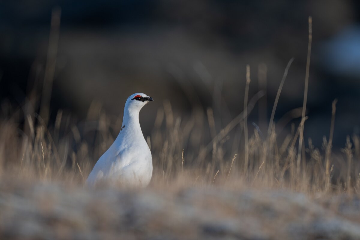 DPPhotography - Iceland - Ptarmigan - U.jpg - Rock ptarmigan - Reykjahlíð, Lake Mývatn