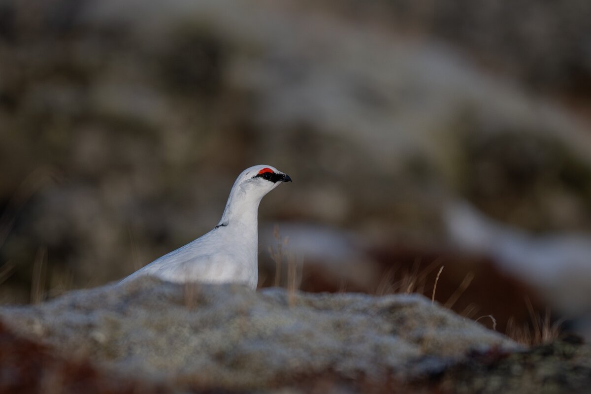 DPPhotography - Iceland - Ptarmigan - W.jpg - Rock ptarmigan - Reykjahlíð, Lake Mývatn
