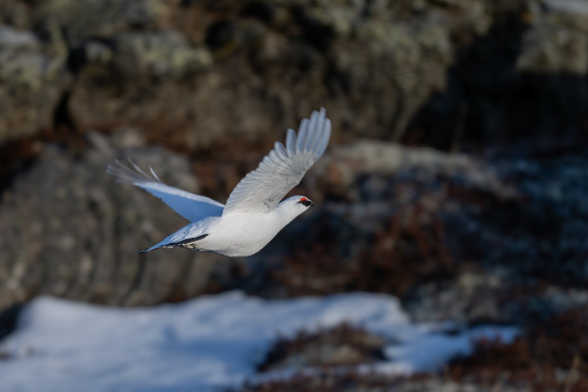 DPPhotography - Iceland - Ptarmigan - Y.jpg - Rock ptarmigan - Reykjahlíð, Lake Mývatn