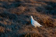 DPPhotography - Iceland - Ptarmigan - AB