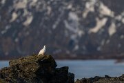 DPPhotography - Iceland - Ptarmigan - B