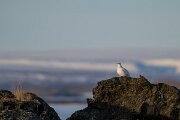 DPPhotography - Iceland - Ptarmigan - C