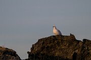 DPPhotography - Iceland - Ptarmigan - E