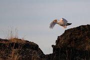 DPPhotography - Iceland - Ptarmigan - H