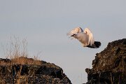 DPPhotography - Iceland - Ptarmigan - I
