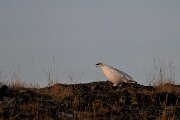 DPPhotography - Iceland - Ptarmigan - L