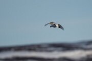 DPPhotography - Iceland - Ptarmigan - O