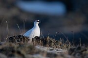 DPPhotography - Iceland - Ptarmigan - P