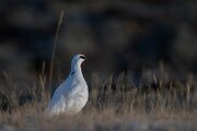 DPPhotography - Iceland - Ptarmigan - T