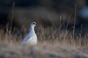 DPPhotography - Iceland - Ptarmigan - U