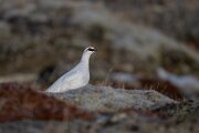 DPPhotography - Iceland - Ptarmigan - V