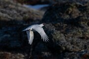 DPPhotography - Iceland - Ptarmigan - Z