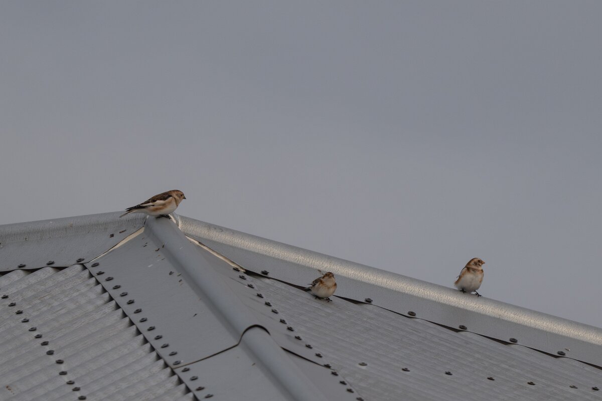 DPPhotography - Iceland - Snow bunting - B.jpg - Snow bunting - Ólafsvík