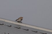 DPPhotography - Iceland - Snow bunting - C