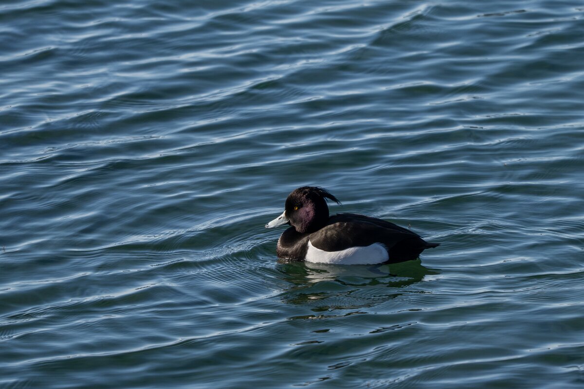 DPPhotography - Iceland - Tufted duck - C.jpg - Tufted duck, male - Lake Mývatn